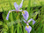 Blue Flag Iris (Iris versicolor) aquatic iris for ponds