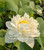 Nelumbo 'Large Brocade Edge'   White Hardy Water Lotus