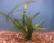 Vallisneria (Vallisneria americana) submerged oxygenating aquatic plant