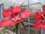 Scarlet Rosemallow aka Red Water Hibiscus (Hibiscus coccineus)
