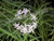 Variegated Society Garlic (Tulbaghia violacea var. 'Silver Lace')