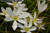 Fairy Lily (Zephyranthes candida)