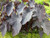 Black Magic Taro (Colocasia esculenta 'Black Magic') shallow water plant