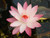 Pink Night Blooming Tropical Water Lily (Nymphaea)