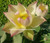 Nelumbo 'Sunrise Brocade '- Versicolor Hardy Water Lotus