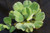 Rosette Water Lettuce (Pistia stratiotes)