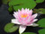 Darwin (aka  Hollandia) - Pink Hardy Waterlily