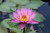 Nymphaea 'Maroon & Pink' Red/Pink Tropical Water Lily