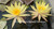 Nymphaea 'Pin Waree' Yellow Hardy Waterlily