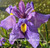 Iris pseudata 'Shiryukyo' aquatic iris for ponds