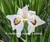 Iris pseudata 'Yukiyanagi' aquatic iris for ponds