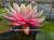 Nymphaea 'Myra' Pink Hardy Waterlily