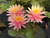 Nymphaea 'Sunfire' Yellow and Pink Hardy Waterlily