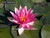 Nymphaea 'Pink Sparkle' Pink Hardy Waterlily