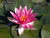 Nymphaea 'Pink Sparkle' Pink Hardy Water Lily