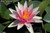 Nymphaea 'Pink Sparkle' Pink Hardy Water Lily