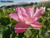 Pink-A-Licious -- Pink Hardy Water Lotus (Nelumbo cultivar)