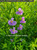 Square-stem monkeyflower (Mimulus ringens)