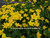 Giant Marsh Marigold (Caltha polypetala) shallow water pond plant
