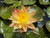 Nymphaea 'Paranee' Yellow & Coral-Red Bicolor Hardy Water Lily