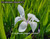 'Snowdrift' Japanese Rabbit-ear Iris (Iris laevigata) aquatic iris for ponds