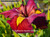 'Ann Chowning' - Red Louisiana Iris shallow water pond plant