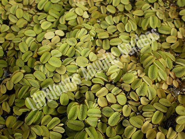 Salvinia minima - Floating Plant