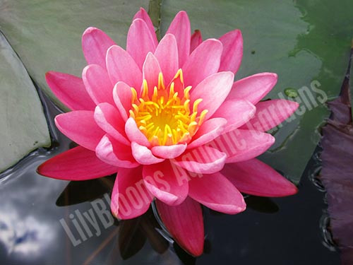 Nymphaea 'Bernice Ikins' - Hot Pink Hardy Water Lily