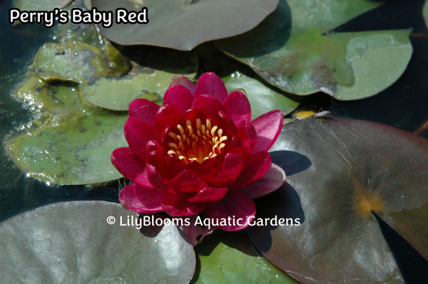 Nymphaea 'Perry's Baby Red' Small Red Hardy Water Lily
