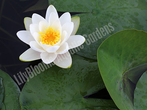 Nymphaea 'Virginalis' White Hardy Water Lily