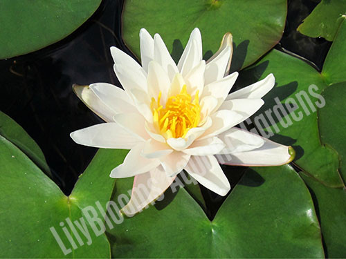 Nymphaea 'Walter Pagels' Small White Hardy Water Lily
