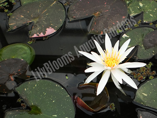Nymphaea 'Arc-en-Ciel' Pink Hardy Water Lily