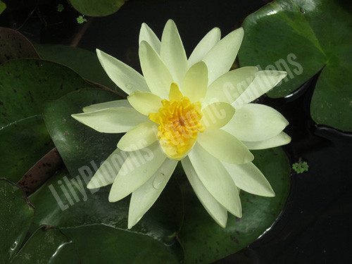 Nymphaea 'Charlene Strawn'  Yellow Hardy Water Lily