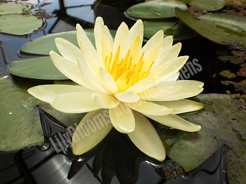 Nymphaea 'Inner Light'  Yellow Hardy Water Lily