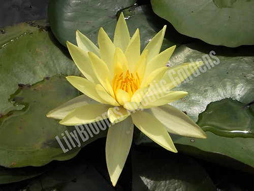 Nymphaea 'Lemon Mist' Yellow Hardy Water Lily