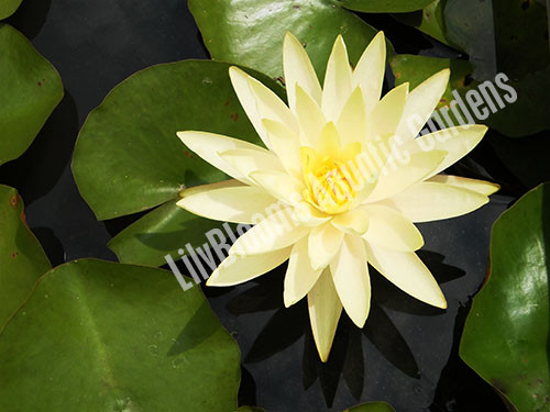 Nymphaea 'Texas Dawn' Yellow Hardy Water Lily