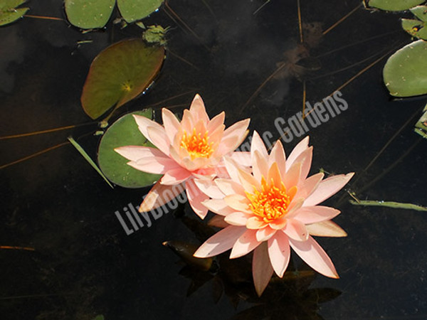 Colorado- Salmon Pink Hardy WatelLily