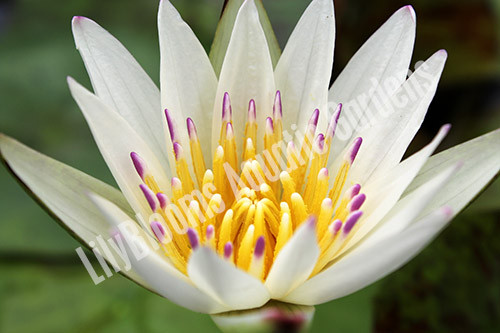 Nymphaea 'Crystal' - White Tropical Water Lily