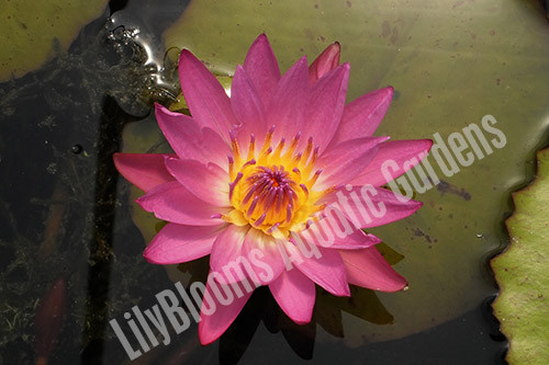 Ruby - Red Tropical Water Lily (Nymphaea)