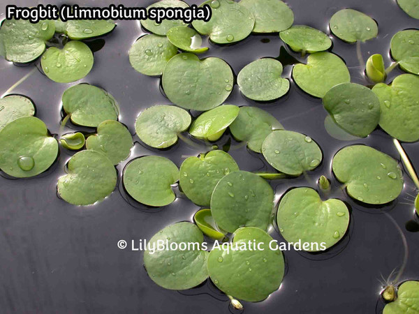 Frogbit (Limnobium spongia)