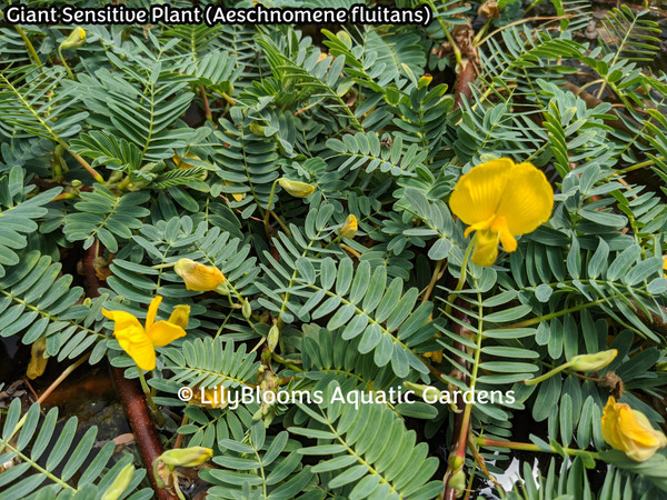 Giant Sensitive Plant (Aeschynomene fluitans) floating pond plant