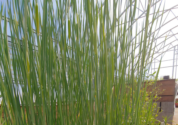 Graceful Cattail (Typha laxmanni) shallow water plant for ponds