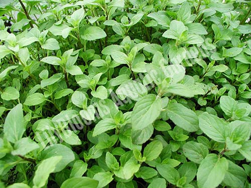 Aquatic Mint (Mentha aquatica) shallow water plant for ponds