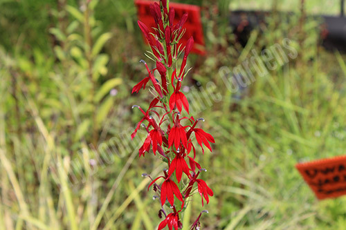 Red Cardinal Flower (Lobelia cardinalis) moisture-loving pond plant