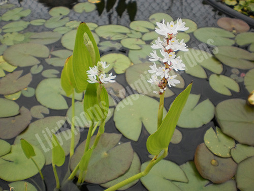 White Pickerel Rush (Pontederia cordata 'Alba') shallow water pond plant