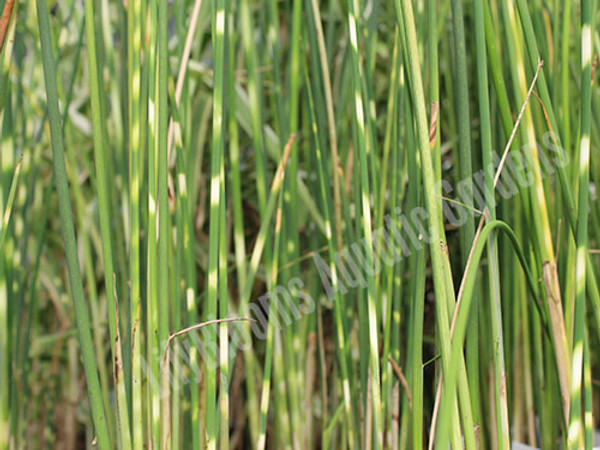 Zebra Rush- Hardy Bog Plant