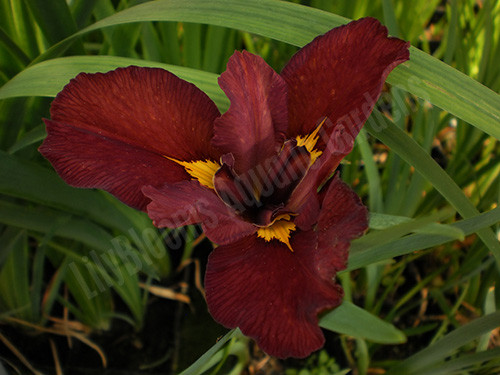 Red Velvet Elvis - Red Louisiana Iris