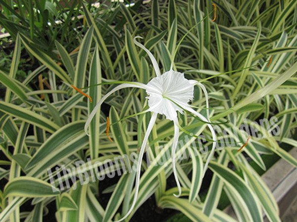 Variegated Spider Lily- Tropical Bog Plant