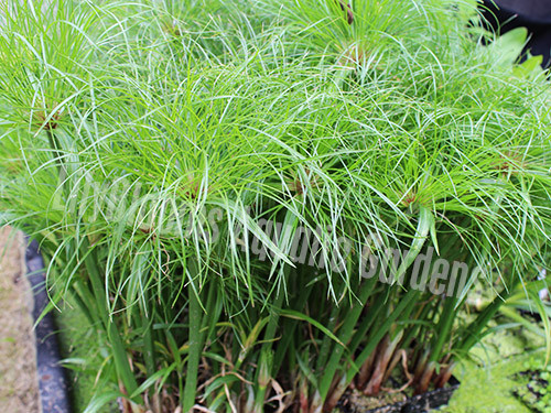 Compact Giant  Papyrus (Cyperus percamenthus) -- shallow water pond plant