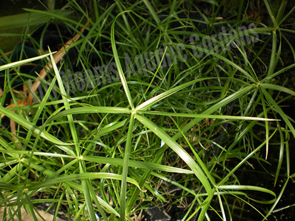 Dwarf Umbrella Palm- Tropical Bog Plant